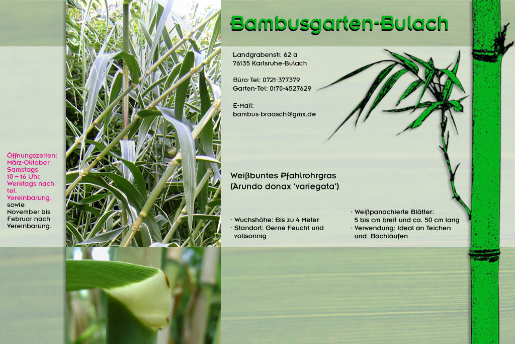 Arundo donax variegata im Bambusgarten-Bulach in Karlsruhe ::: Stefan Braasch, Landgrabenstr. 62, 76135 Karlsruhe Stadteil Bulach ::: Tel. 0170-4527629