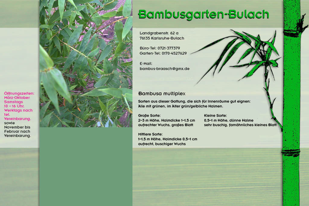 Bambusa mulitplex fern leaf