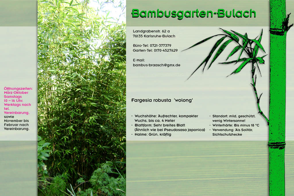 fargesia robusta wolong im Bambusgarten-Bulach in Karlsruhe ::: Stefan Braasch, Landgrabenstr. 62, 76135 Karlsruhe Stadteil Bulach ::: Tel. 0170-4527629