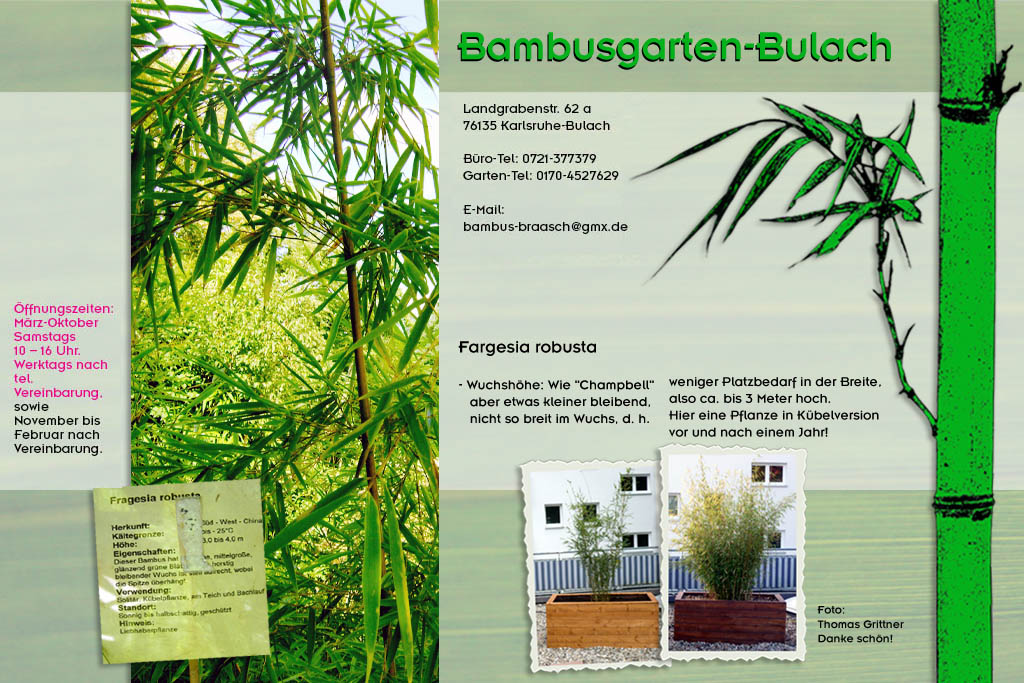 Fargesia robusta im Bambusgarten-Bulach in Karlsruhe ::: Stefan Braasch, Landgrabenstr. 62, 76135 Karlsruhe Stadteil Bulach ::: Tel. 0170-4527629