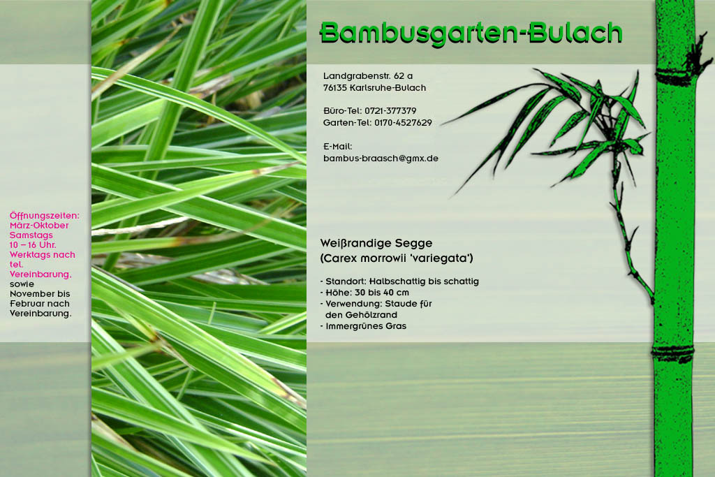 Weißrandige Segge Carex morrowii variegata im Bambusgarten-Bulach in Karlsruhe ::: Stefan Braasch, Landgrabenstr. 62, 76135 Karlsruhe Stadteil Bulach ::: Tel. 0170-4527629