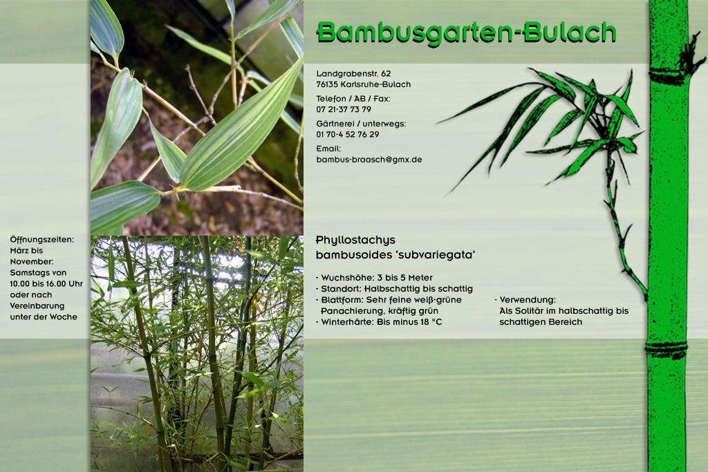 Phyllostachys bambusoides subversa im Bambusgarten-Bulach in Karlsruhe ::: Bambus ::: Stefan Braasch, Landgrabenstr. 62, 76135 Karlsruhe Stadteil Bulach ::: Tel. 0170-4527629