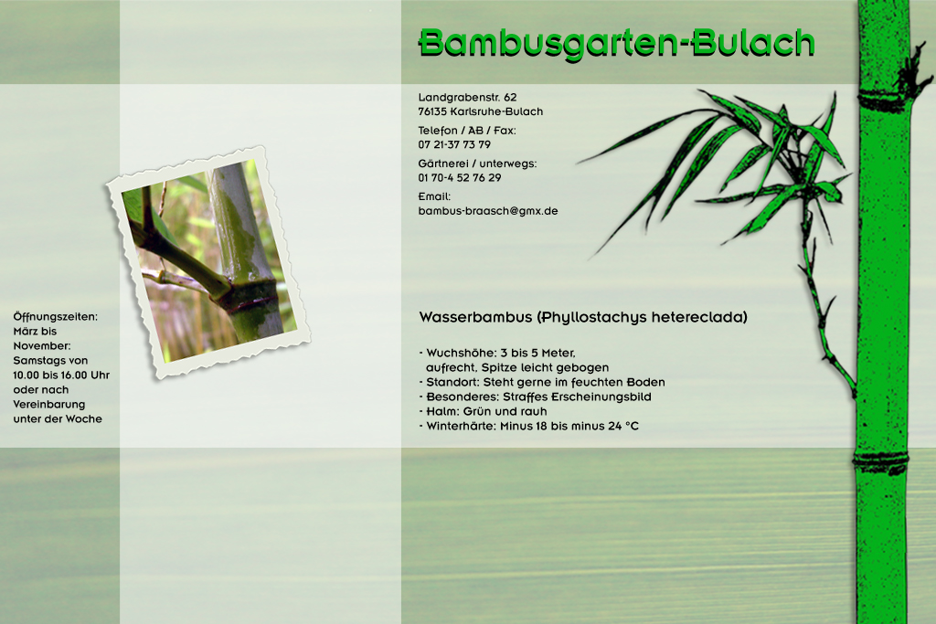 Phyllostachys hetereclada im Bambusgarten-Bulach in Karlsruhe  ::: Bambus ::: Stefan Braasch, Landgrabenstr. 62, 76135 Karlsruhe Stadteil Bulach ::: Tel. 0170-4527629