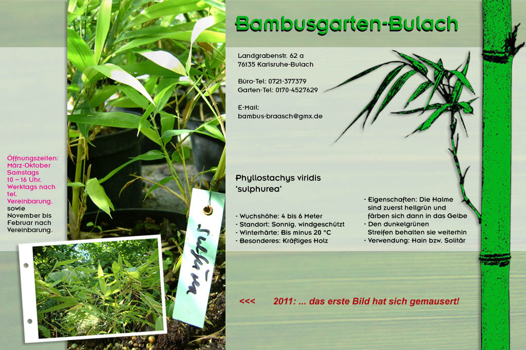Phyllostachys viridis sulphurea im Bambusgarten-Bulach in Karlsruhe ::: Stefan Braasch, Landgrabenstr. 62, 76135 Karlsruhe Stadteil Bulach ::: Tel. 0170-4527629