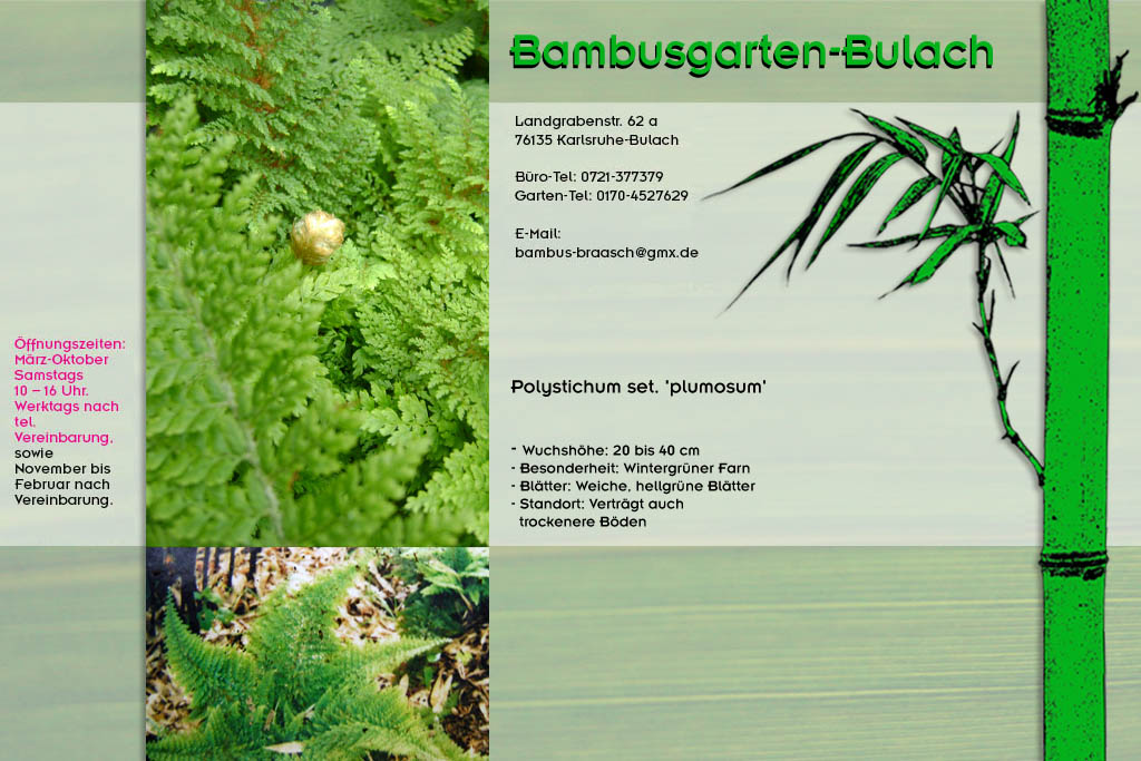 Polystichum Bambusgarten-Bulach in Karlsruhe ::: Bambus ::: Stefan Braasch, Landgrabenstr. 62, 76135 Karlsruhe Stadteil Bulach ::: Tel. 0170-4527629