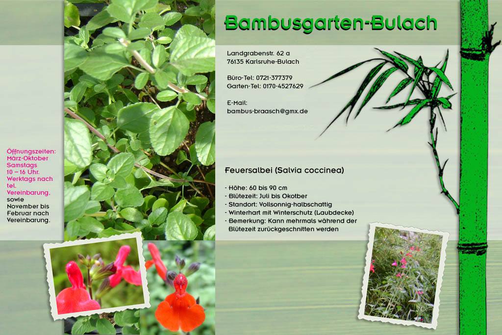 Roter Salbei Salvia coccinea im Bambusgarten-Bulach in Karlsruhe ::: Bambus ::: Stefan Braasch, Landgrabenstr. 62, 76135 Karlsruhe Stadteil Bulach ::: Tel. 0170-4527629
